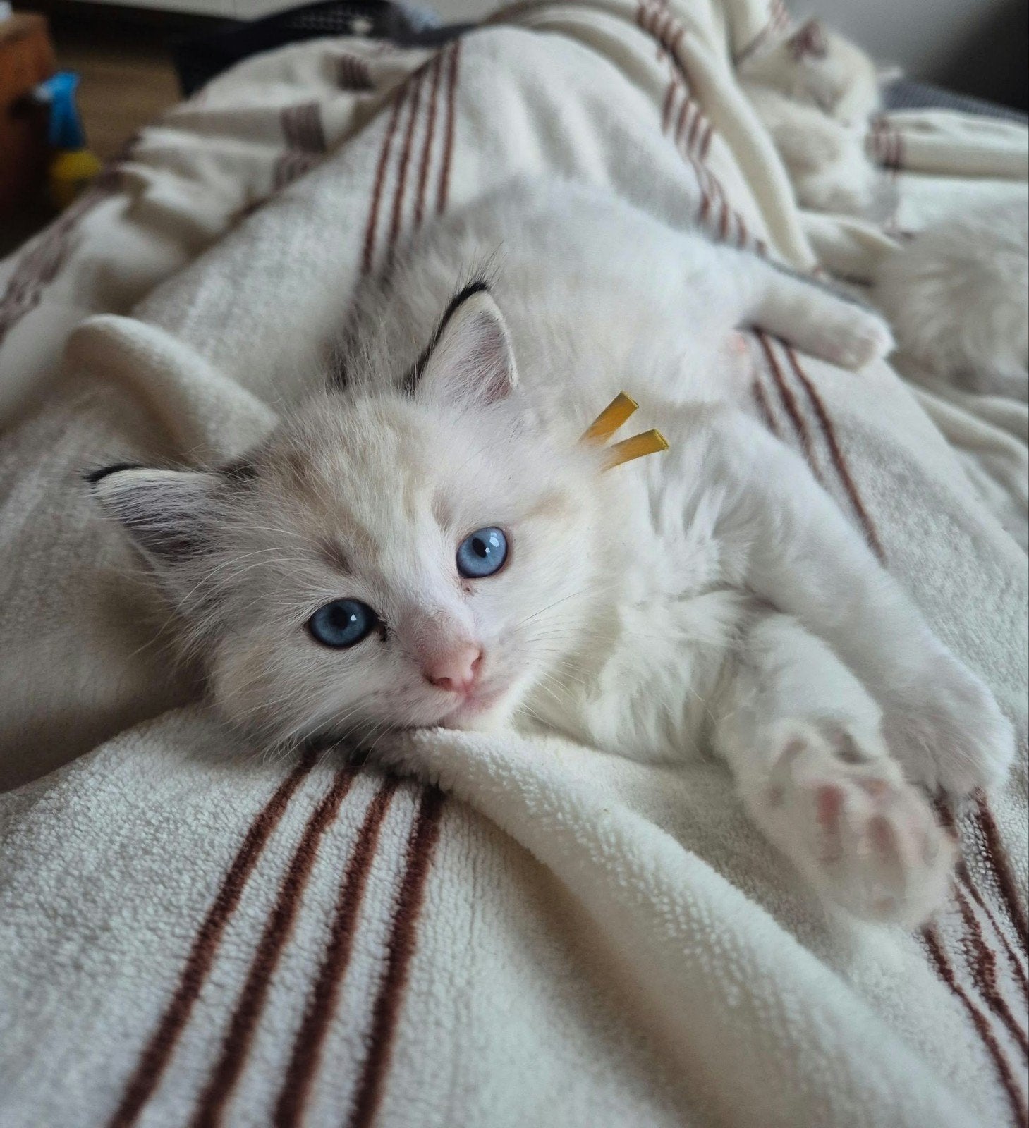 5 prachtige Ragdoll kittens zoeken een liefdevol thuis, Meerdere dieren, 0 tot 2 jaar