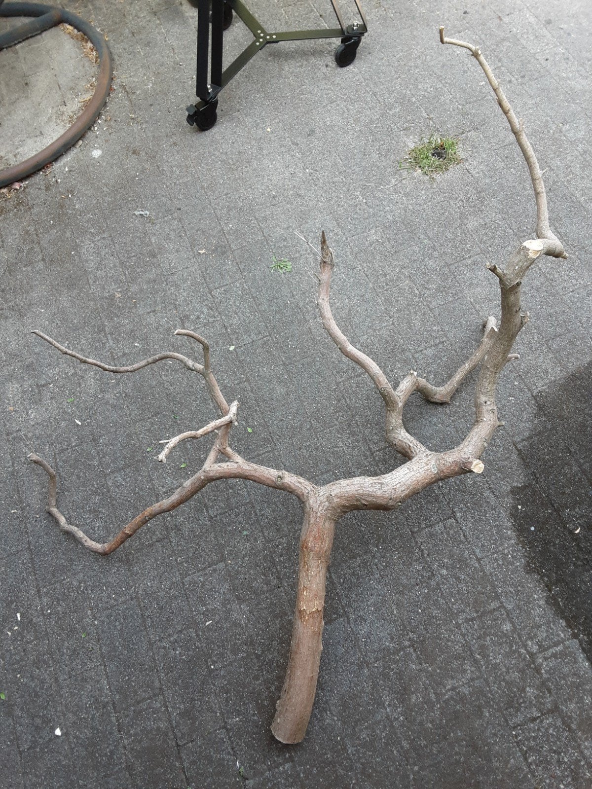tak / boom als vogel stok, Ophalen