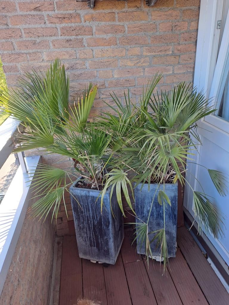 2 Dwergpalmen (60-70 cm) met keramische potten, Tuin en Terras, Planten | Tuinplanten, Ophalen