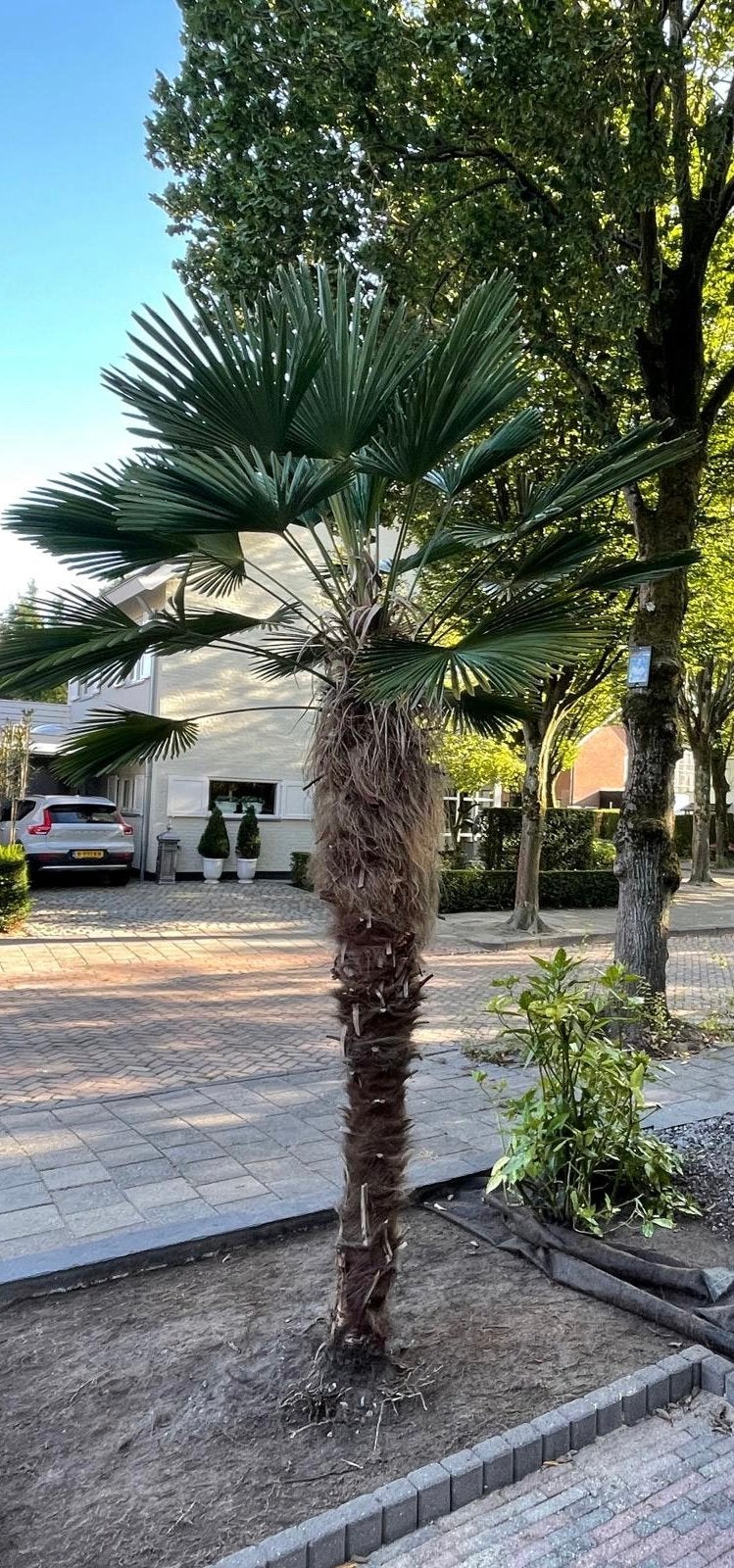 Palm Trachycarpus Wagnerianus 2.20 meter, 100 tot 250 cm, Zomer, Palmboom, Ophalen