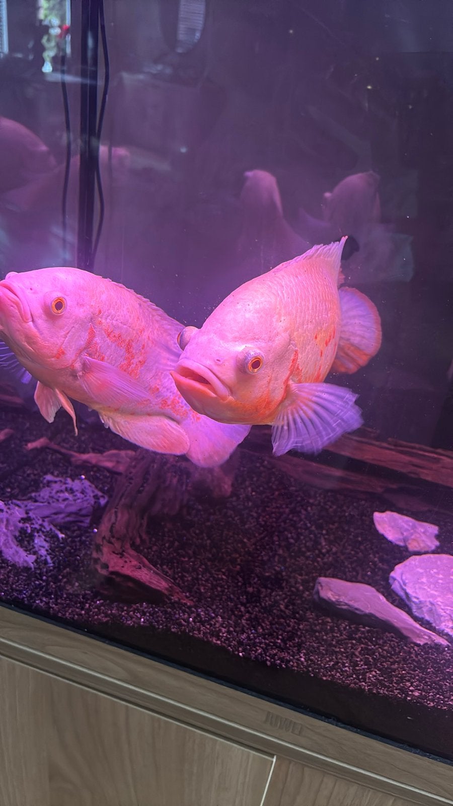 Oscars, Dieren en Toebehoren, Vissen | Aquariumvissen, Vis