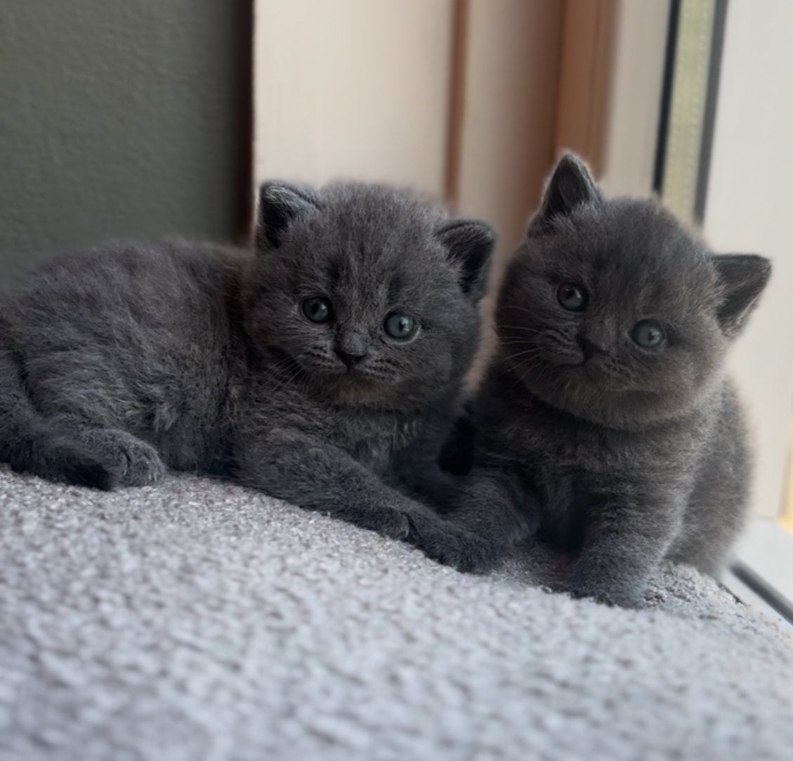 TOP!Prachtige “bear face” britse korthaar poesjes kittens ❤️, Dieren en Toebehoren, Katten en Kittens | Raskatten | Korthaar, Poes