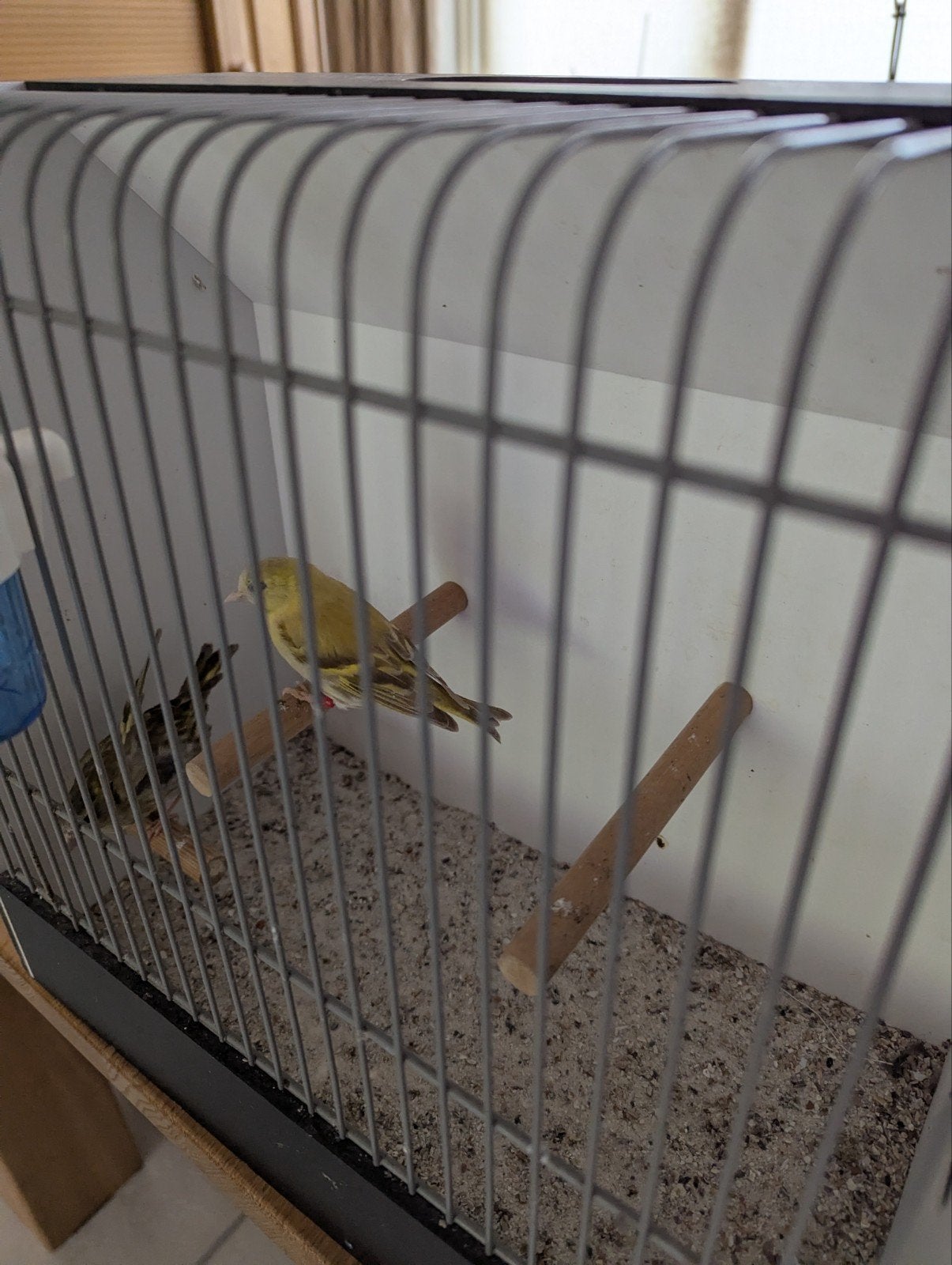 gezocht Europese sijs pop., Dieren en Toebehoren, Vogels | Overige Vogels, Vrouwelijk, Wildzangvogel, Geringd