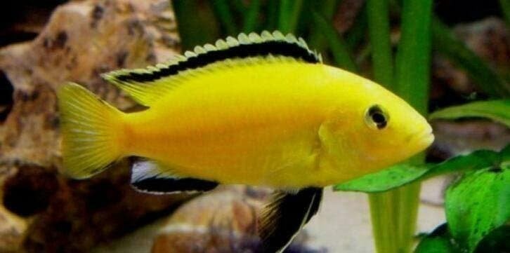 aquariumvis, 50 soorten malawi cichlide , kleurige vis, Vis