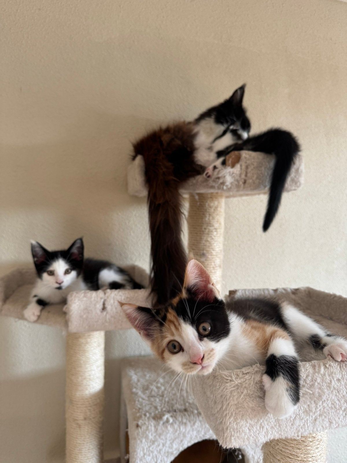 Prachtige Maine Coon kittens te koop, Meerdere dieren, Ontwormd, 0 tot 2 jaar
