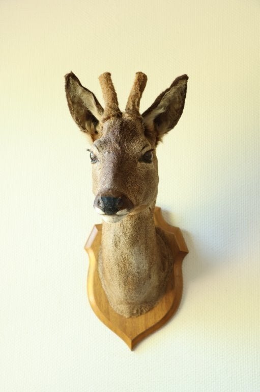 Taxidermie Opgezette Reeënkop met bastgewei, Verzamelen, Dierenverzamelingen, Ophalen of Verzenden, Gebruikt, Hert, Opgezet dier