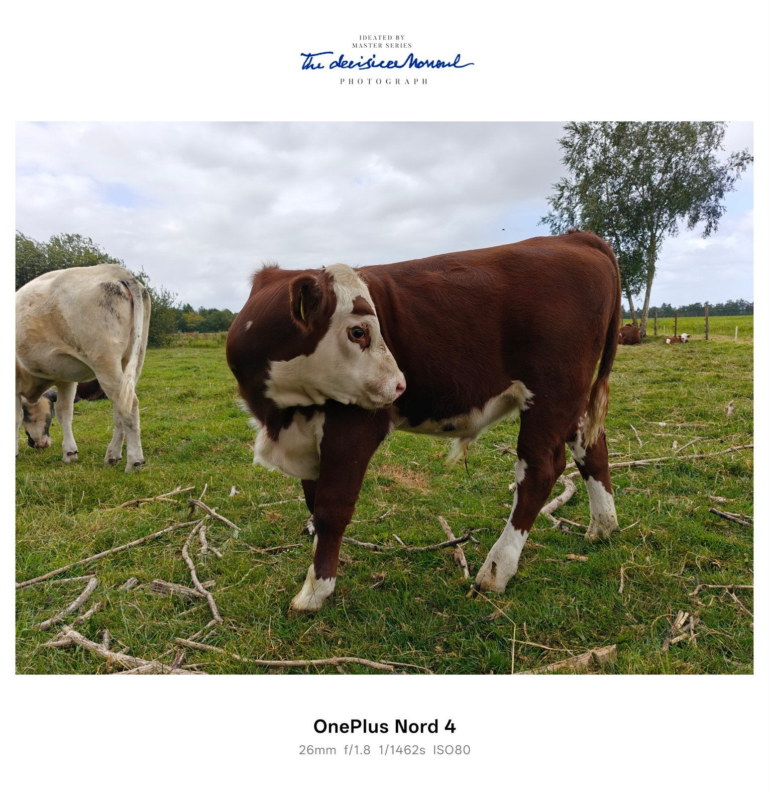 Hereford stier, Mannelijk