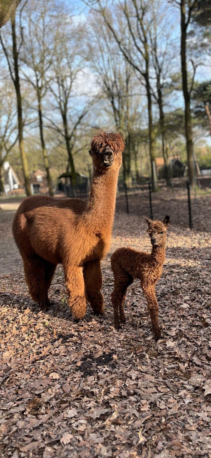 Alpaca merrie met hengst veulen, Dieren en Toebehoren, Overige Dieren, Mei, Meerdere dieren