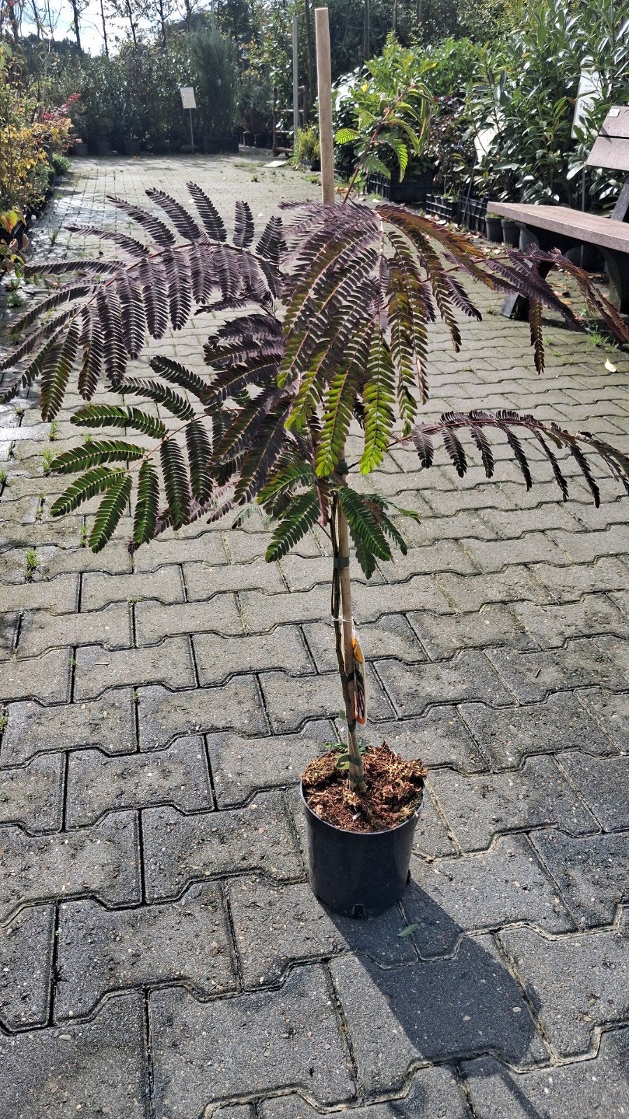 Albizia julibrissin 'Summer Chocolate' - Perzische Slaapboom, Minder dan 100 cm, Zomer, Volle zon, In pot