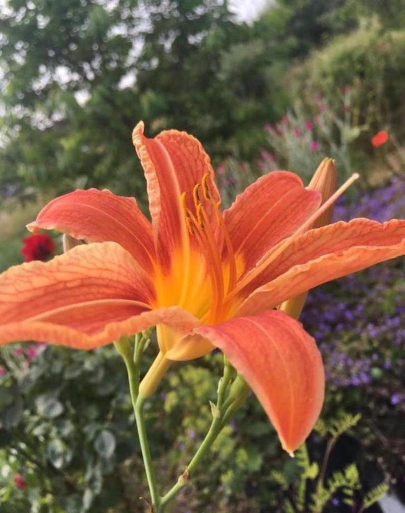 Bio Hemerocallis daglelie oranje bio tuinplanten 29mei, Ophalen of Verzenden, Overige soorten, Volle zon