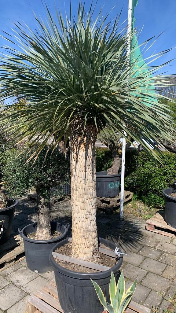 Yucca Rostrata XXL 200cm 2 koppen, Tuin en Terras, Planten | Bomen, Overige soorten, 100 tot 250 cm, Zomer, Ophalen