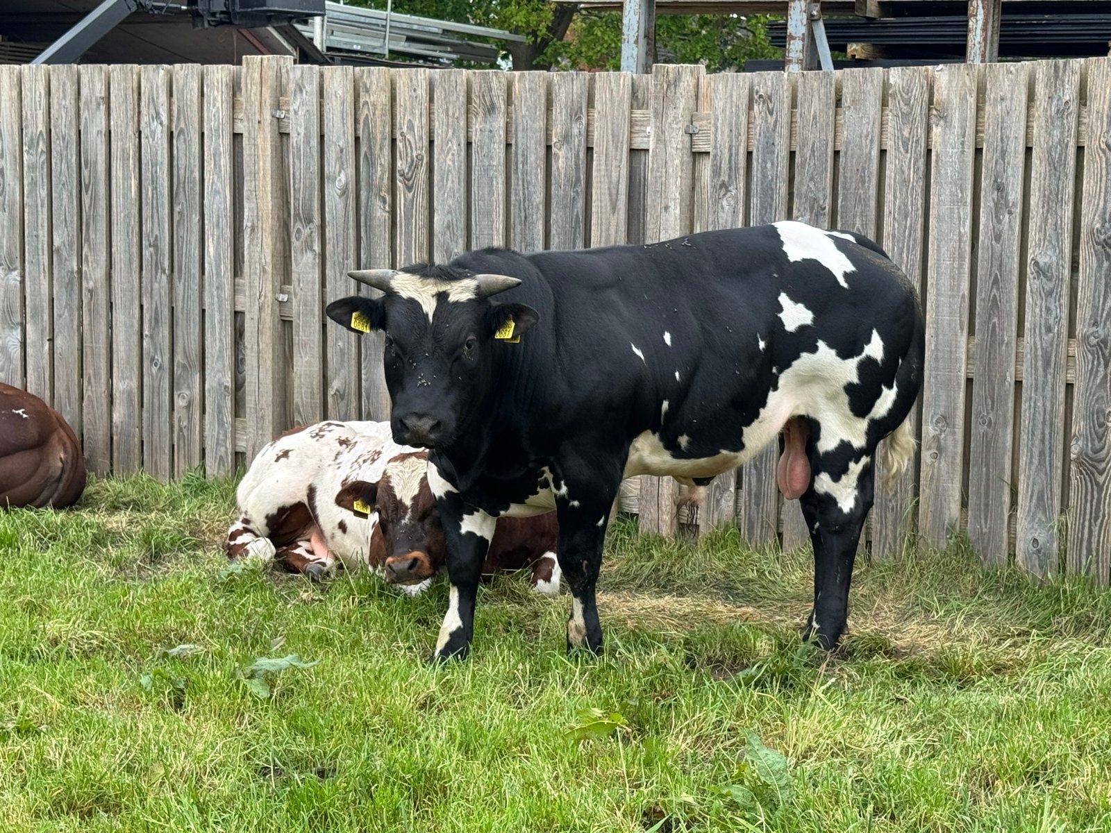 Dekstier, Dieren en Toebehoren, Runderen, Mannelijk