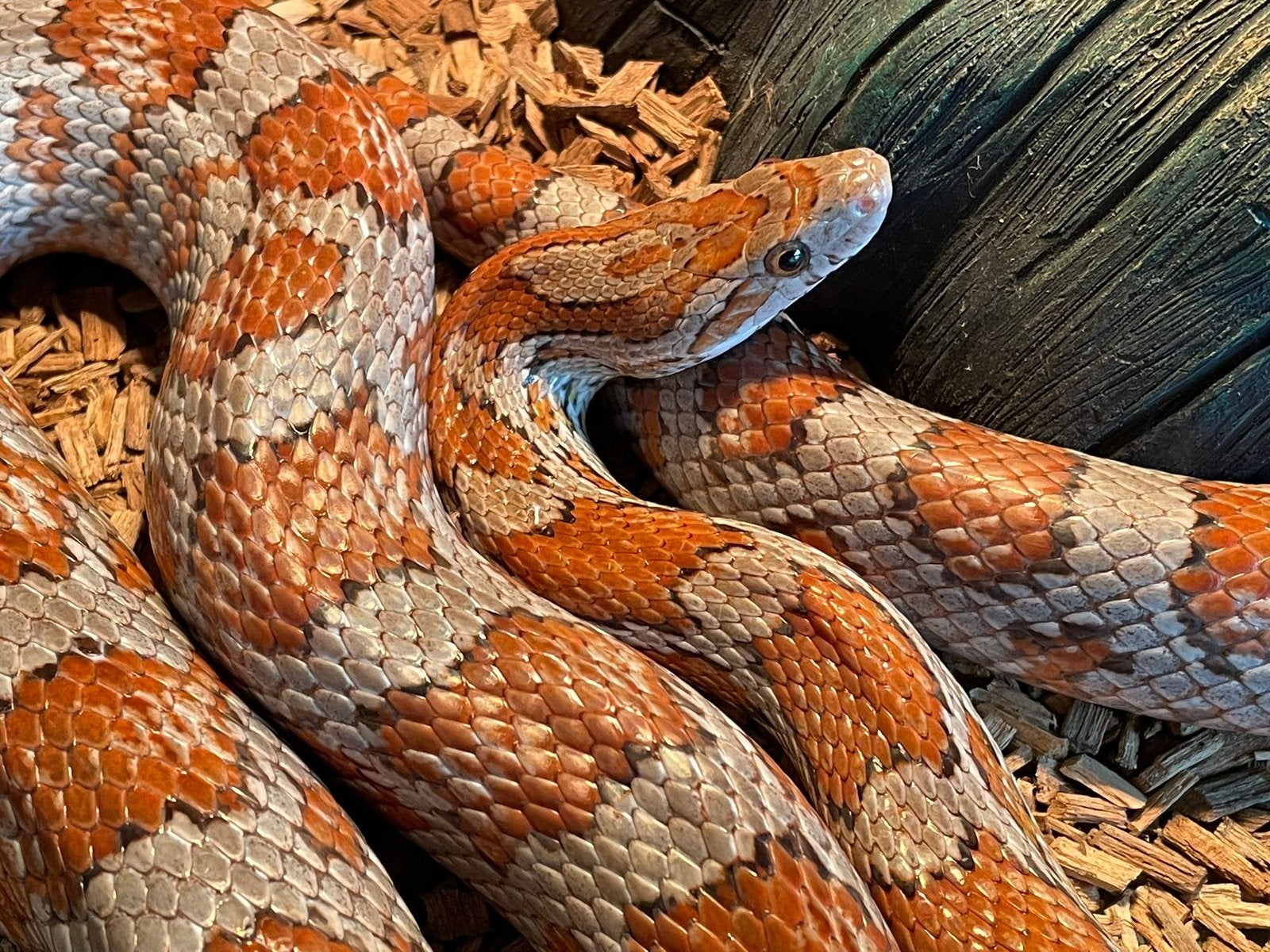 Rattenslang Milly met terrarium en toebehoren Rat Snake - unknown for sale from Jakobs
