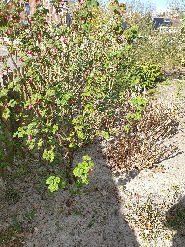 mooie grote ribes, Ophalen, Overige soorten, Struik, 100 tot 250 cm