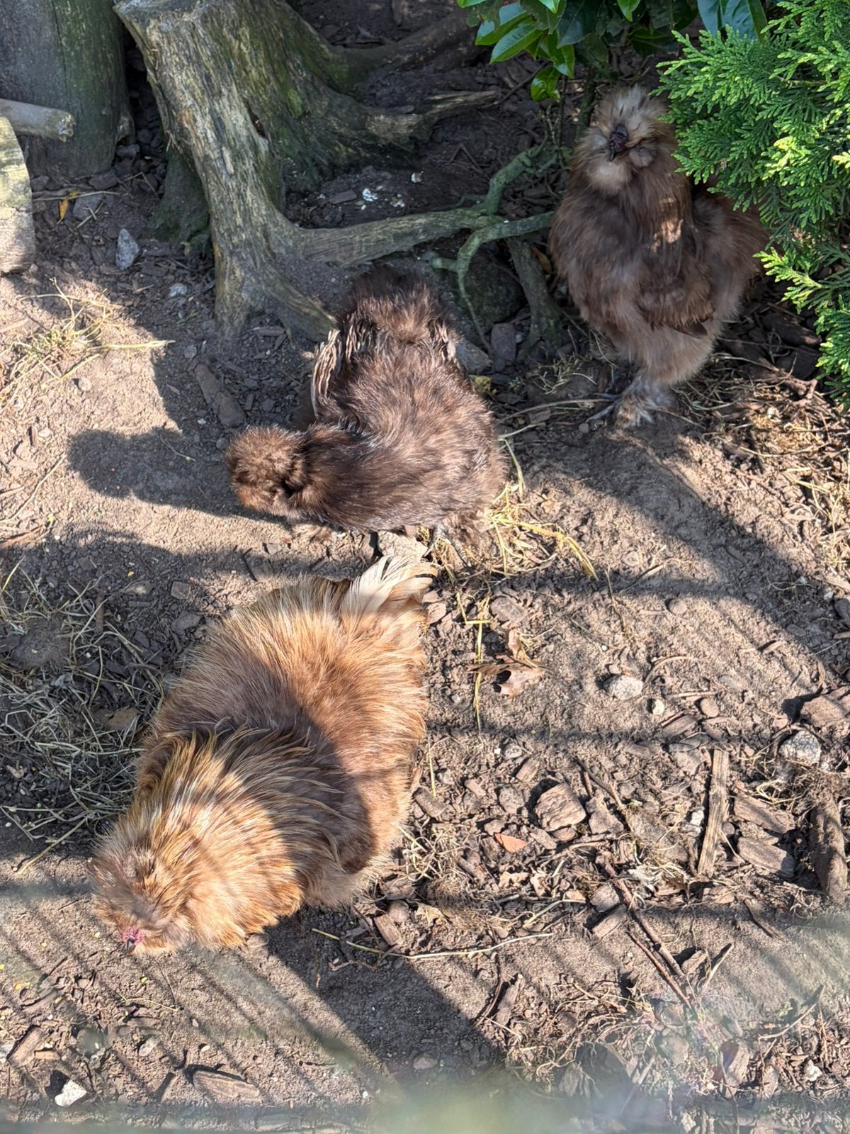Zijdehoen, Dieren en Toebehoren, Pluimvee, Meerdere dieren, Kip