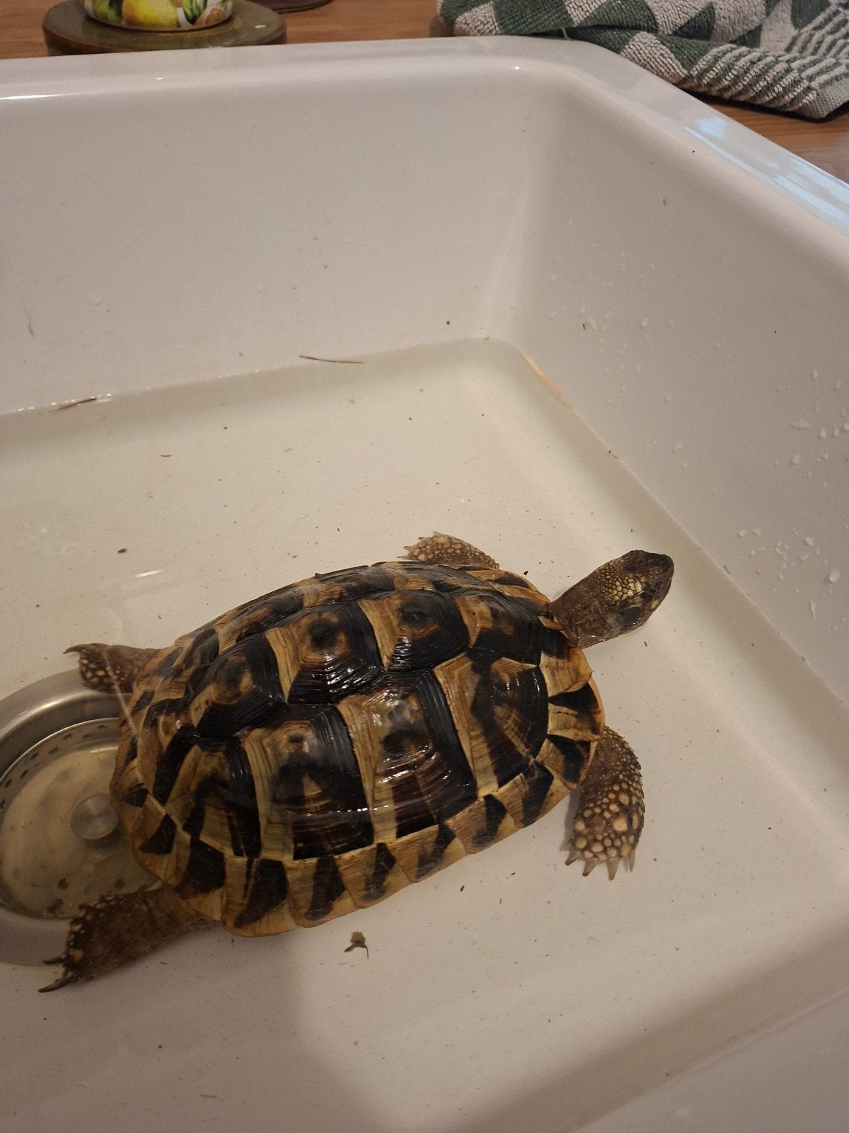 Gezocht griekse landschildpad man, Dieren en Toebehoren, Reptielen en Amfibieën, Slang, 0 tot 2 jaar