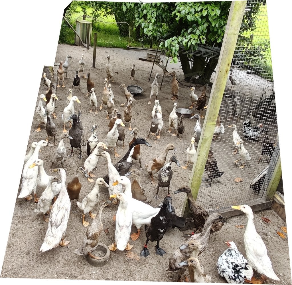 Loopeenden (Bijna volwassen,zowel mannetjes als vrouwtjes), Dieren en Toebehoren, Meerdere dieren, Eend
