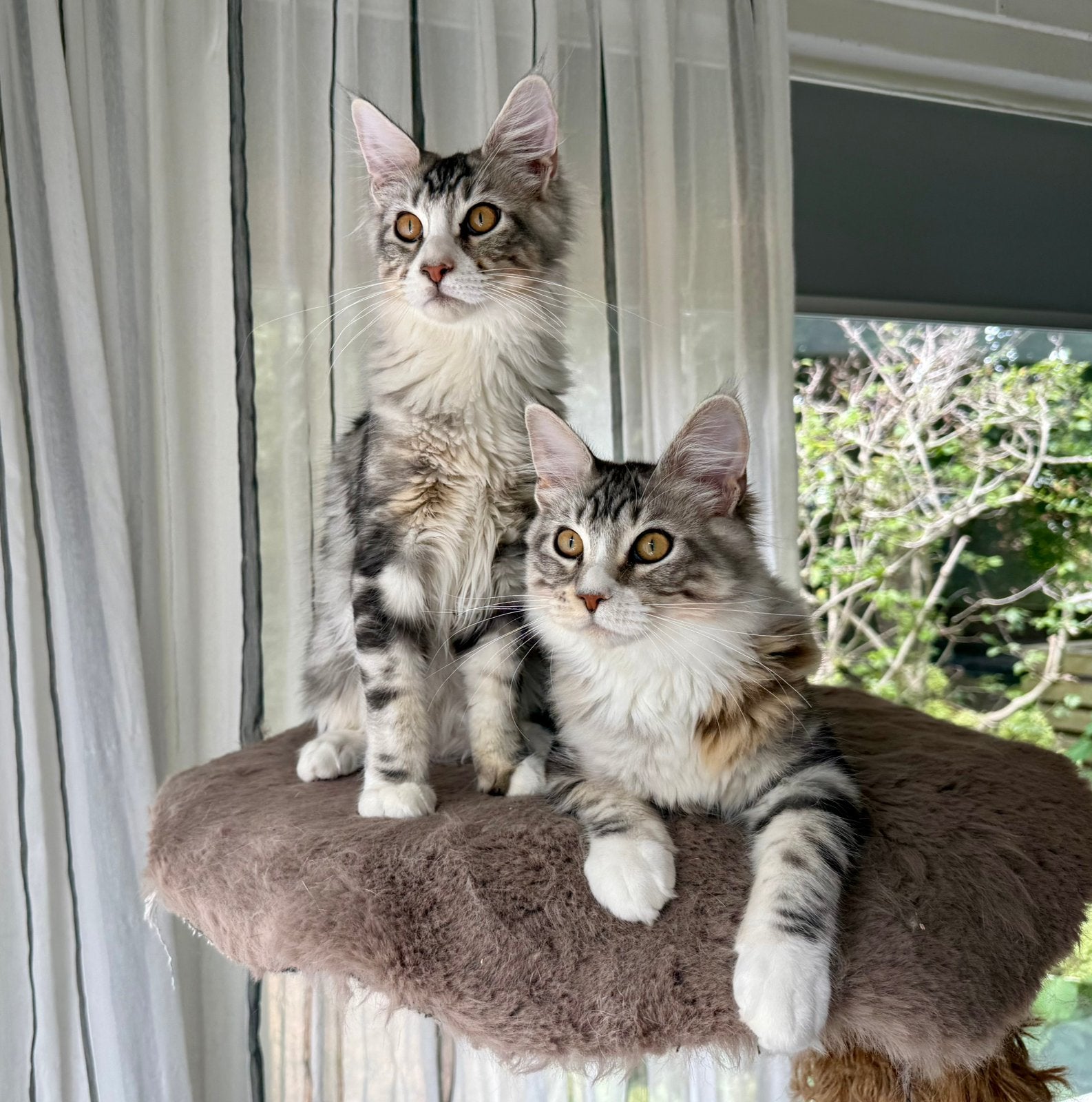 Twee maine coon kittens, Meerdere dieren, Gechipt, 0 tot 2 jaar