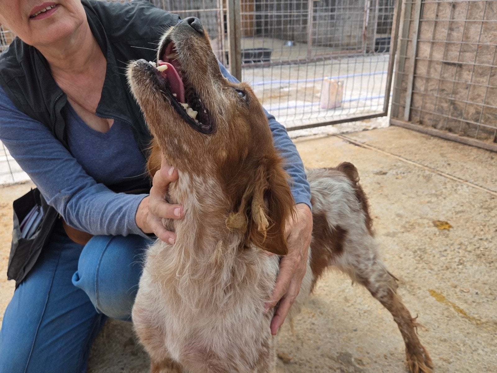 leuke Babs ter adoptie!, Dieren en Toebehoren, Honden | Niet-rashonden, Particulier, Buitenland, Teef, Parvo
