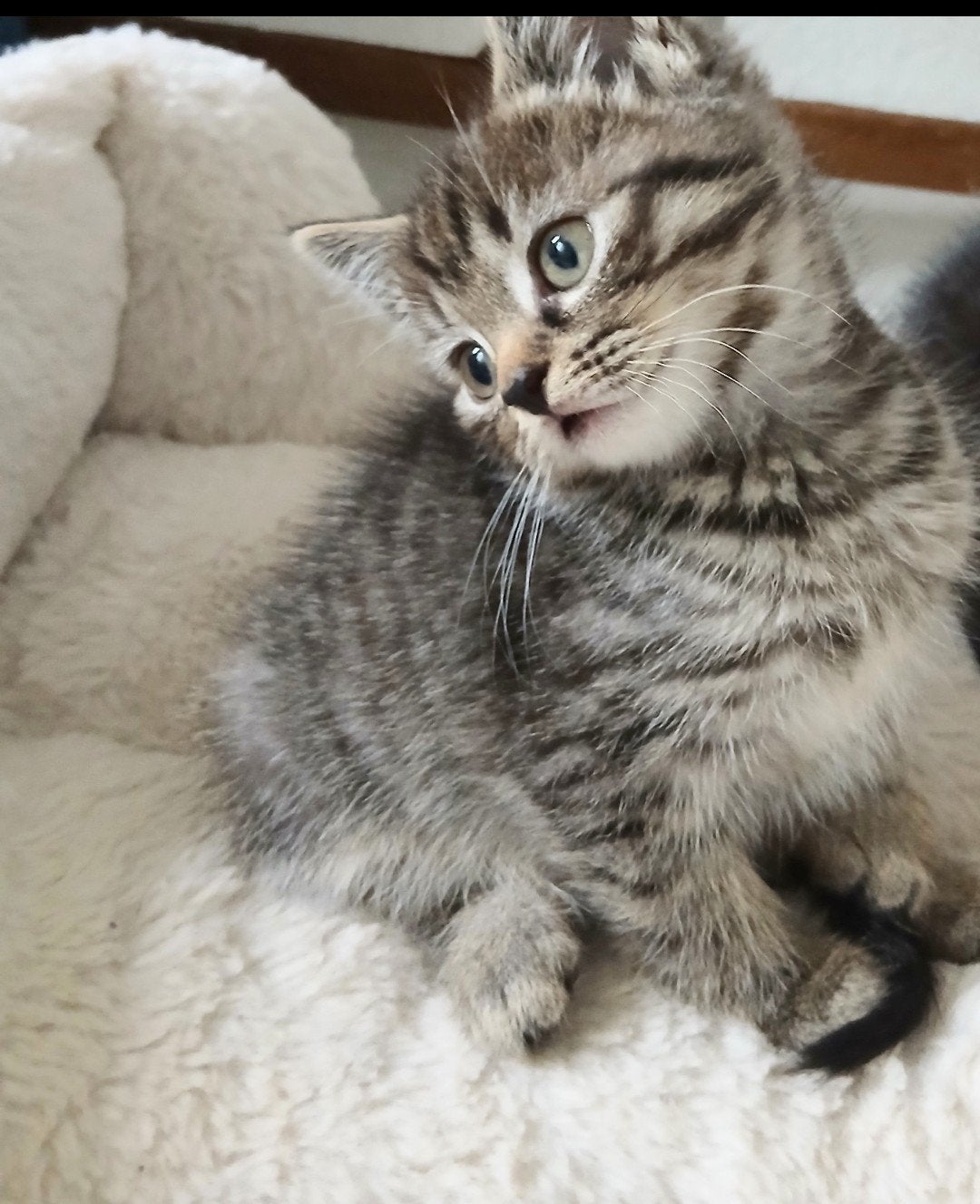 Britse Korthaar kruising kittens, Kater