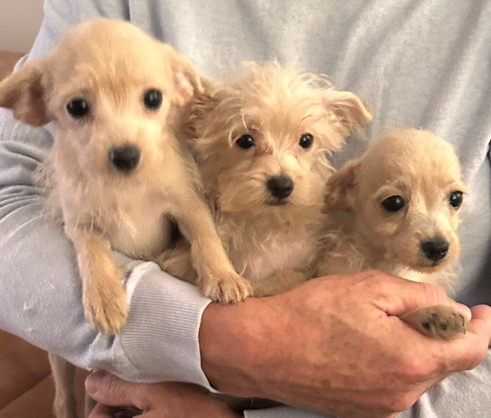 chihuahua  puppy x kruising minni toy f1, Dieren en Toebehoren, Honden | Chihuahua's en Gezelschapshonden, Poedel, Parvo, 8 tot 15 weken
