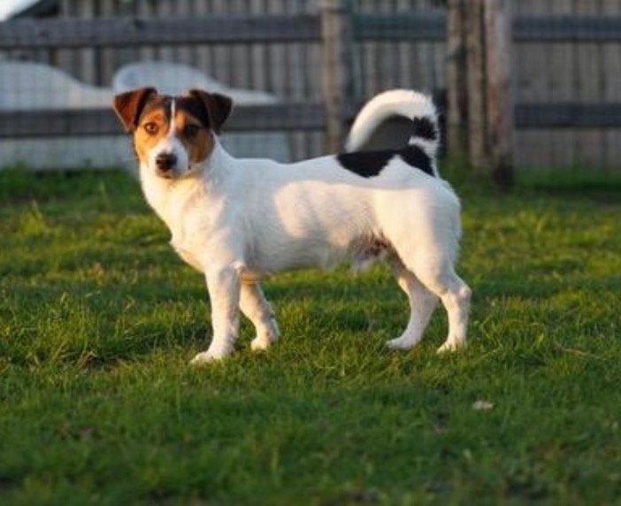 Jack Russel dekreu, Dieren en Toebehoren, Honden | Dekreuen, Reu, Particulier, Eén hond, Nederland, 3 tot 5 jaar, CDV (hondenziekte)