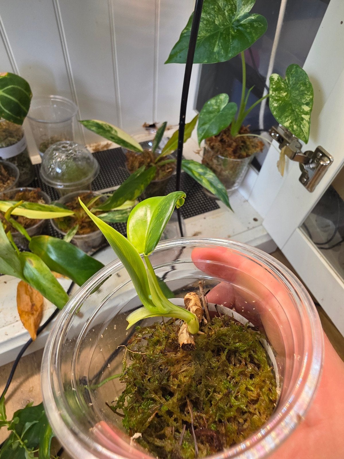 Philodendron florida beauty x mayoi, Ophalen of Verzenden, Halfschaduw, Minder dan 100 cm