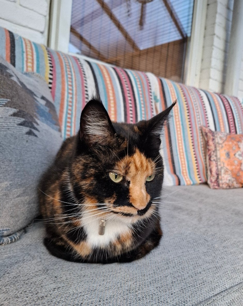 Lieve kat ter adoptie (gratis), Dieren en Toebehoren, Katten en Kittens | Overige Katten, Poes, 0 tot 2 jaar
