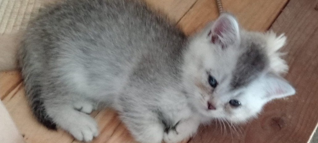 te koop Britse lang/kort haar kittens, Meerdere dieren, Ontwormd, 0 tot 2 jaar