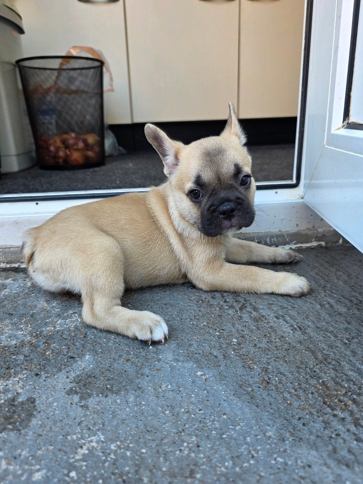 Franse bulldog pups, Reu, 8 tot 15 weken, Parvo, Bulldog