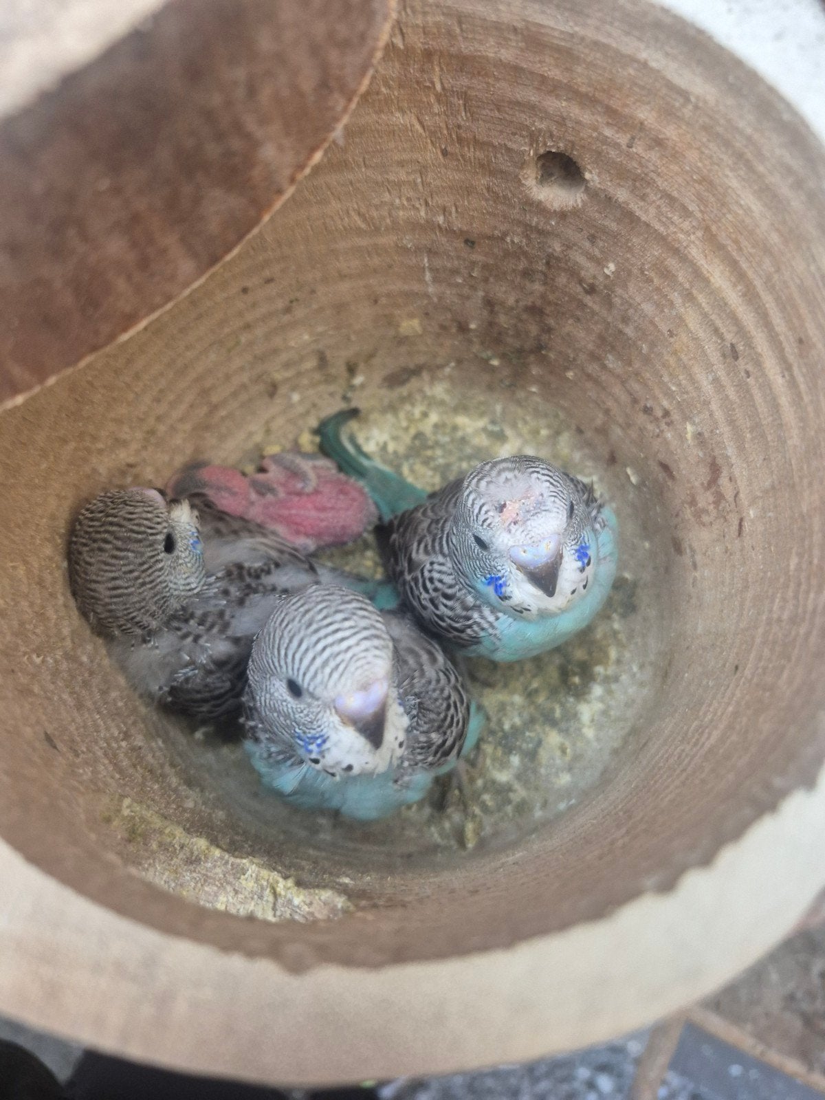 jonge grasparkieten zitten koud, Meerdere dieren, Parkiet, Geringd