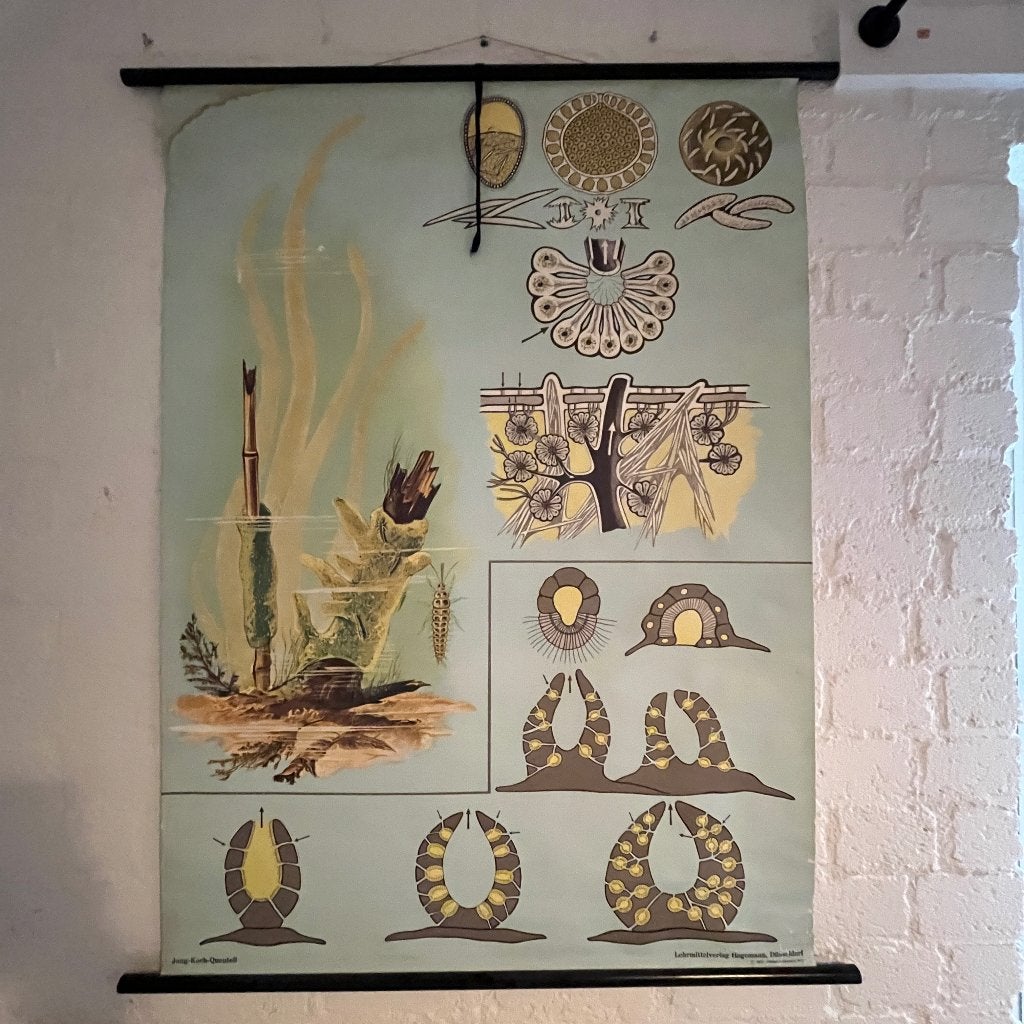 Vintage schoolplaat Natuur en Biologie Hagemann, Ophalen of Verzenden, Natuur en Biologie