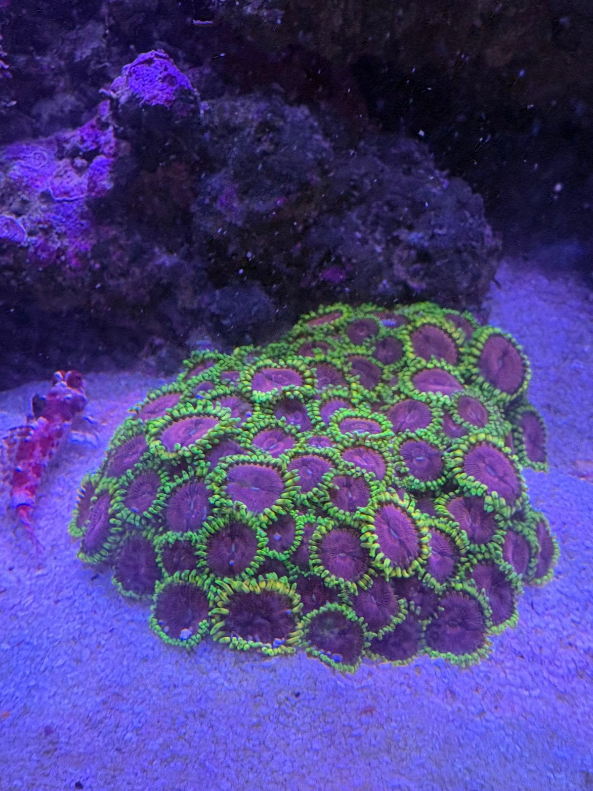 Zoanthus Diamond Pink stekken, Overige typen, Zoutwatervis