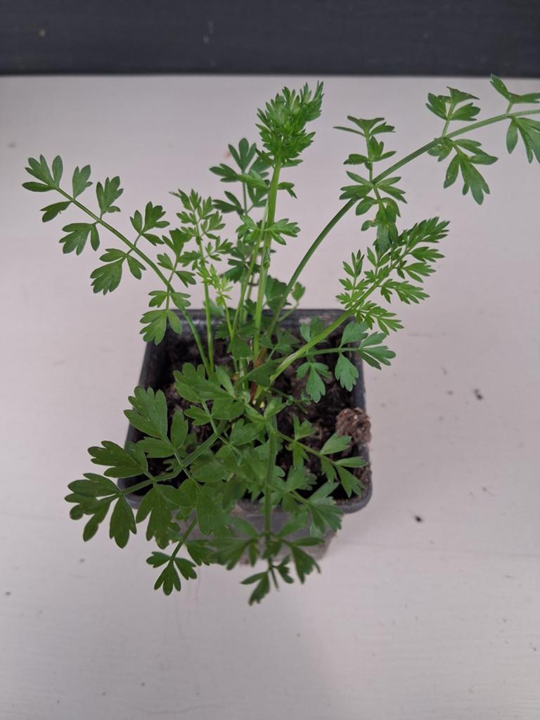 Stekjes Aardkastanje, Ophalen, Overige soorten, Volle zon