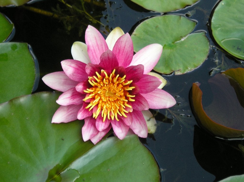 Vijverplanten, Tuin en Terras, Planten | Tuinplanten, Ophalen, Vaste plant, Halfschaduw, Zomer
