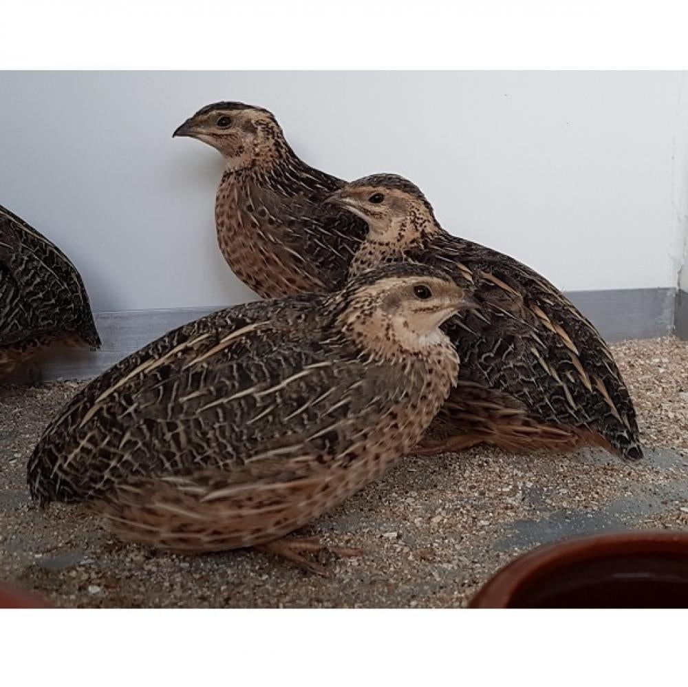 Binnenkort: Harlekijn kwartel kuikens komen uit vanaf 8 mei., Ophalen, Nieuw