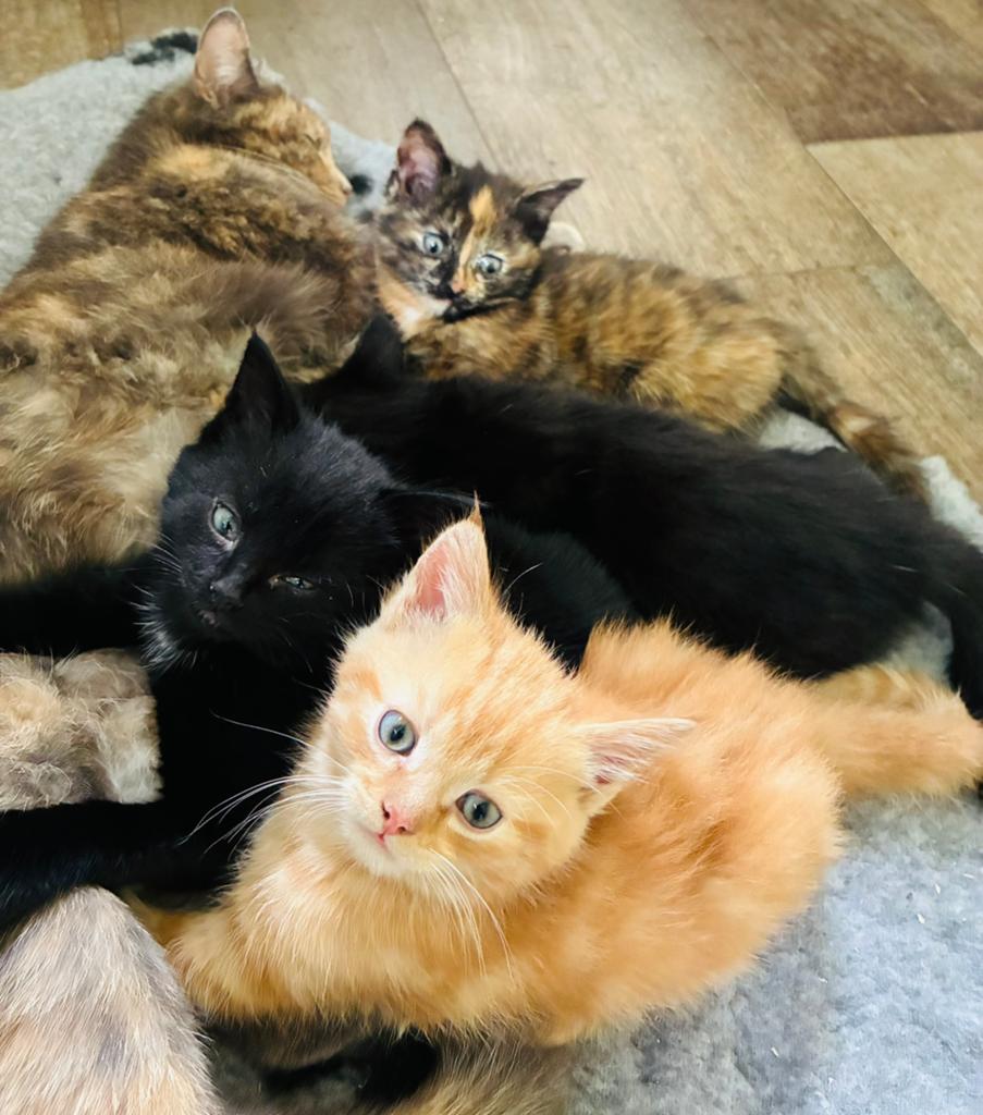 Lieve sociale kittens, grijs schildpad poesje, Dieren en Toebehoren, Katten en Kittens | Overige Katten, Meerdere dieren