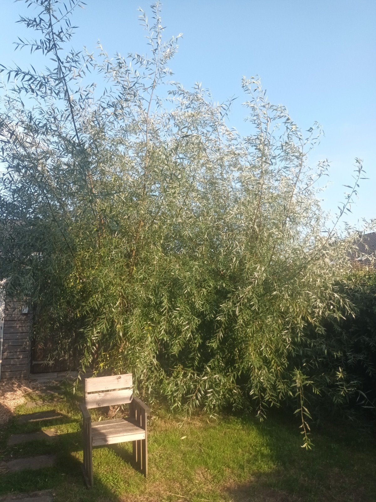 Wilgentakken, Tuin en Terras, Ophalen, Volle zon, Overige soorten