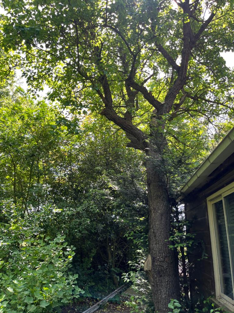 Haardhout kachelhout fruitbomen appelbomen, 6 m³ of meer, Ophalen, Overige houtsoorten, Stammen