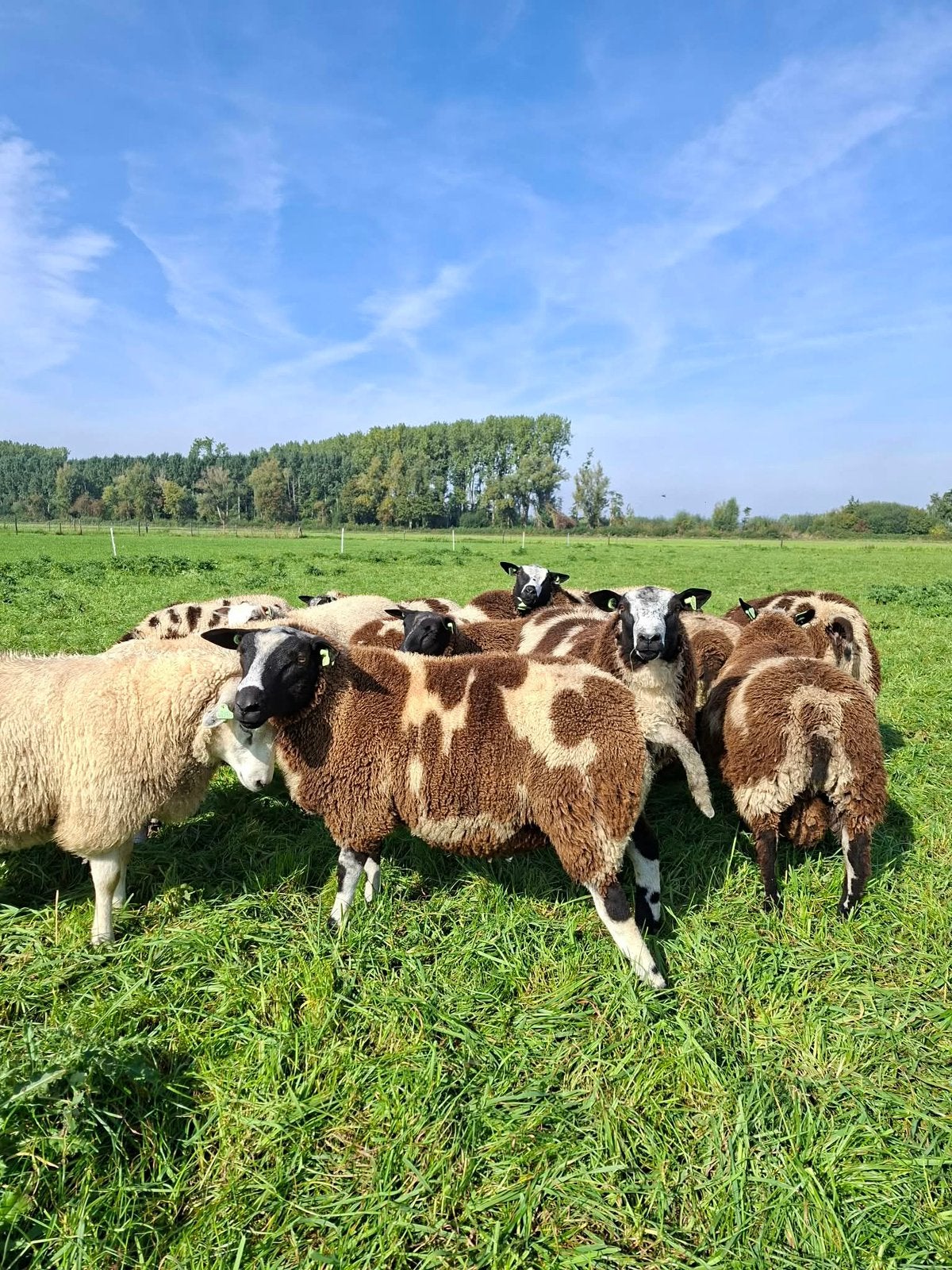 Bonte rammen dekrammen, Dieren en Toebehoren, Mannelijk, Schaap, 0 tot 2 jaar