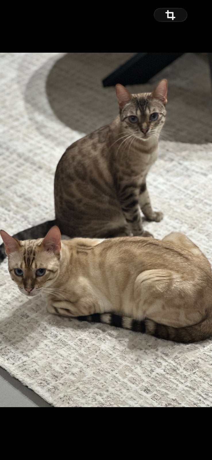 Nieuwe huis gezocht Bengaalse katten, Meerdere dieren, Met stamboom, 0 tot 2 jaar