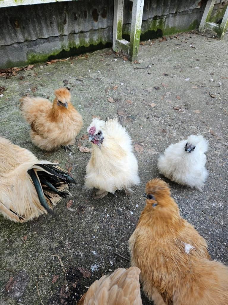 Zijdehoen kriel haantje, Mannelijk, Kip