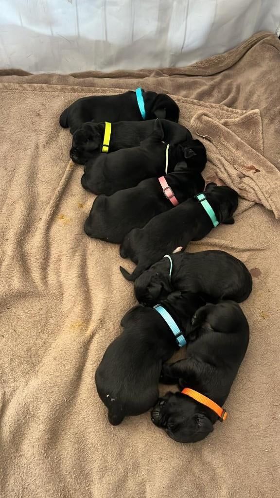 lieve labrador puppies te koop, 8 tot 15 weken, Labrador retriever, Parvo, Meerdere