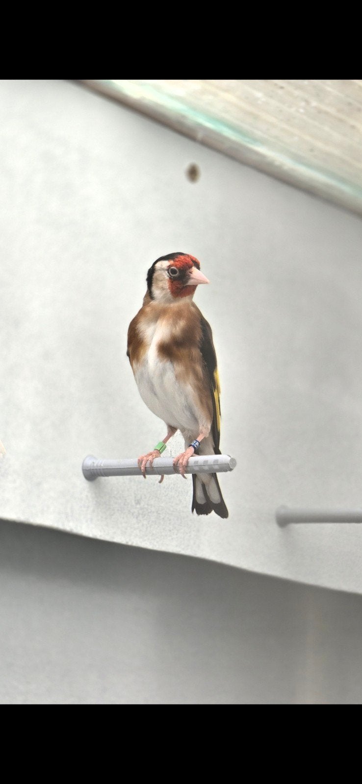 Mooi kleine putter 2023 man, Dieren en Toebehoren, Vogels | Overige Vogels, Mannelijk, Wildzangvogel