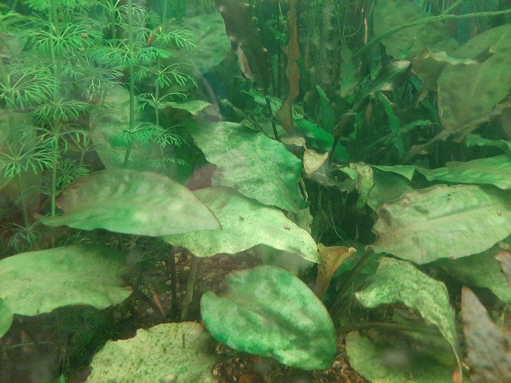 aquariumplanten te koop, Dieren en Toebehoren, Vissen | Aquariumvissen, Overige typen, Zoetwatervis