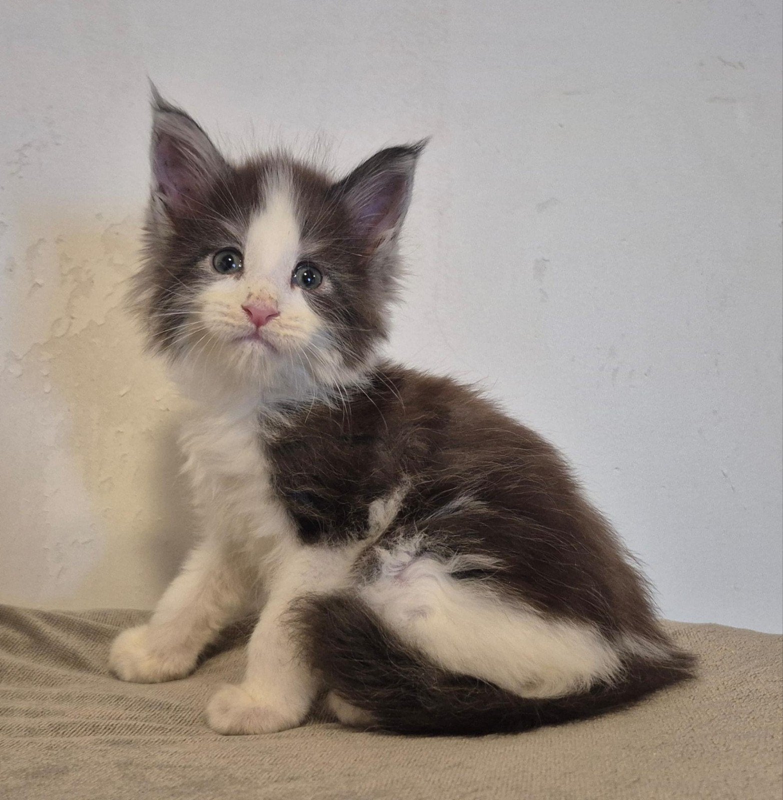 Maine coon katertje met stamboom, Kater, Met stamboom, 0 tot 2 jaar