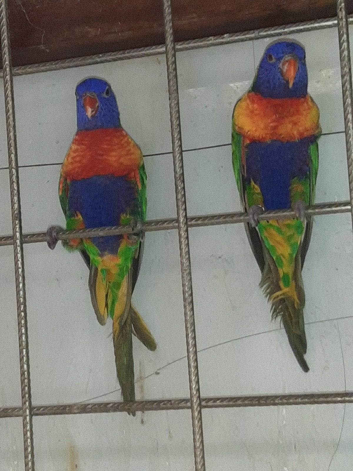 3 x Lori van de Blauwe Bergen poppen, Dieren en Toebehoren, Vogels | Parkieten en Papegaaien, Vrouwelijk, Papegaai, Geringd