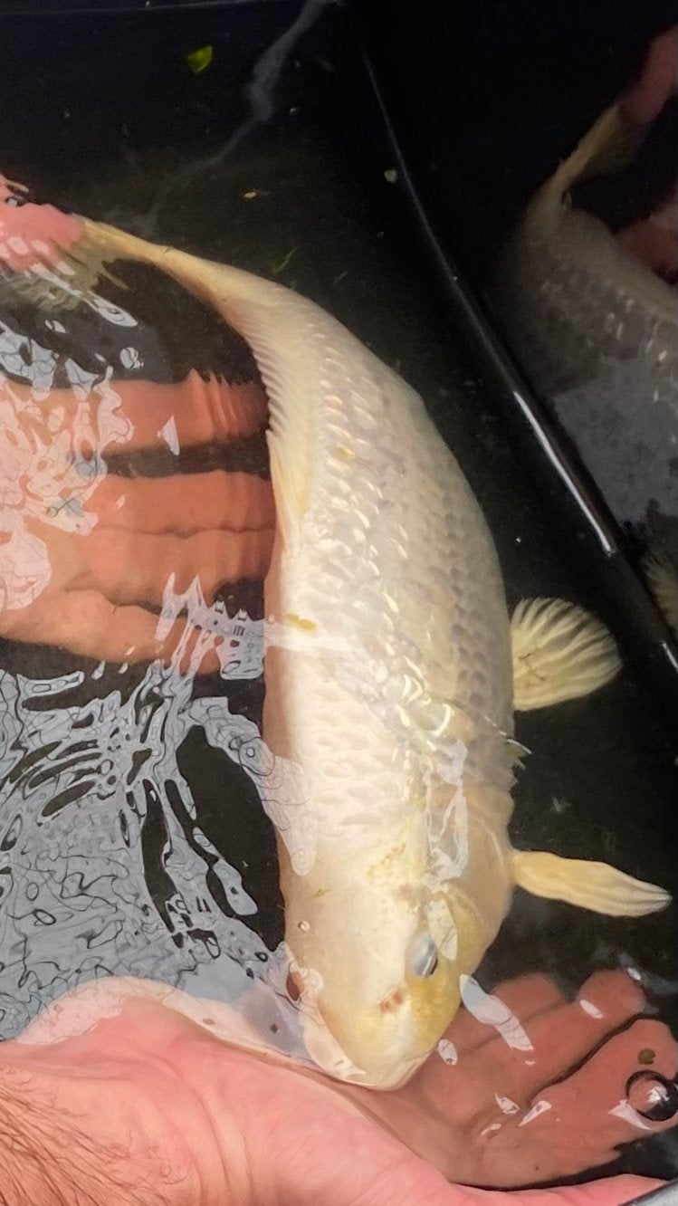 Koi Yoshikigoi Platinum te koop, Karper of Koi
