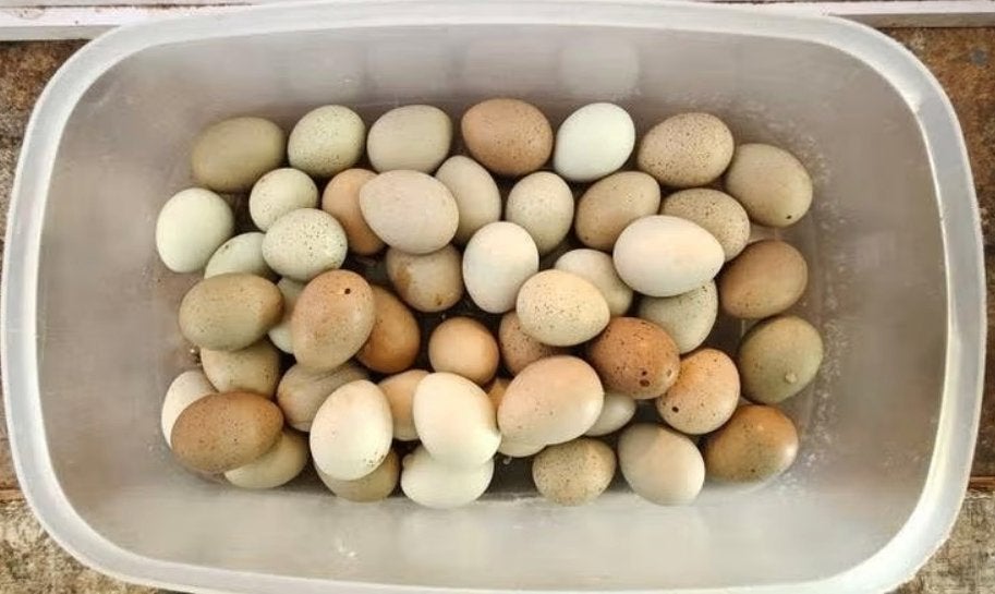 Broedeieren Chinese dwerg kwartels, Dieren en Toebehoren, Pluimvee, Geslacht onbekend, Overige soorten