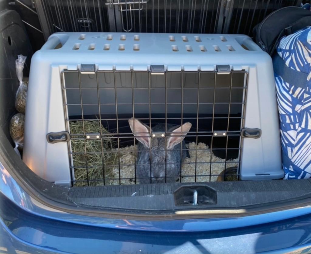 Transport ferplast atlas voor dieren, Kooi, Zo goed als nieuw, Konijn, 75 tot 110 cm